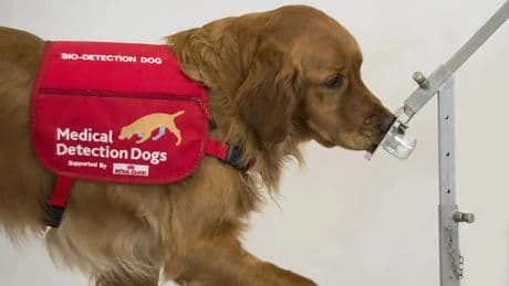 Los perros podrían detectar el párkinson con un 98% de precisión, años antes de que aparezcan los síntomas