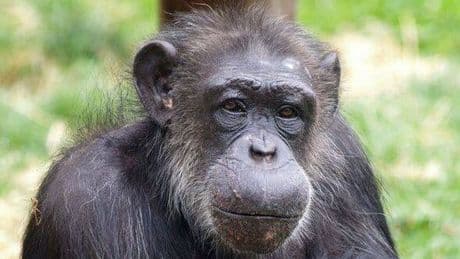 Tragic life of last PG Tips chimpanzee exposed in groundbreaking study