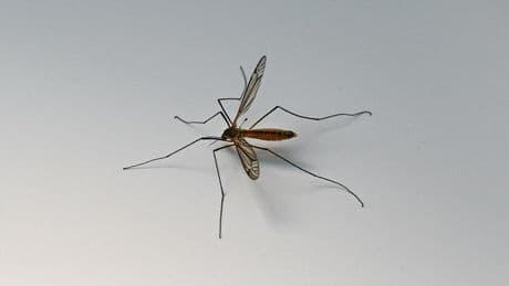 Weltgesundheitsorganisation: WHO warnt vor weltweiter Ausbreitung des Chikungunya-Virus