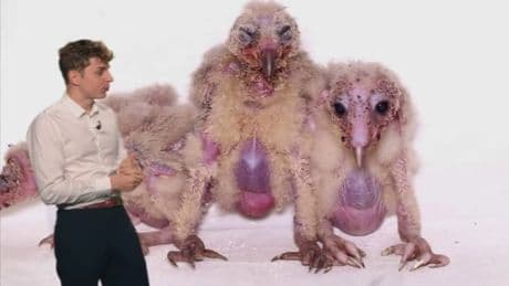 À la découverte des chouettes effraie avec la LPO