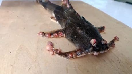 Deformierte Flossen, verbeulter Körper - Was hat diesen Fisch vergiftet?