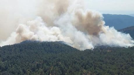 Sinop'ta orman yangını: Ekipler müdahale ediyor