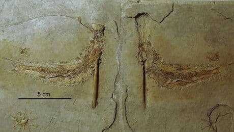 Analizan cientos de fósiles del Jurásico y descubren que todos murieron de la misma (extraña) manera