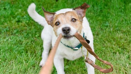 Hunde-Fans aufgepasst: Diese 5 Rassen brauchen erfahrene "Eltern"