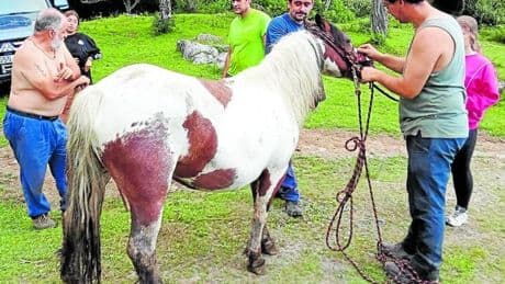 Ganaderos del Gorbea alertan del incremento de incidentes con perros sueltos