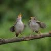 Gezwitscher für ein gesunderes Leben: Wie Vogelgesang das Wohlbefinden steigert
