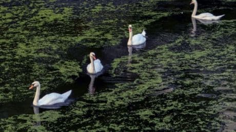 Grünes Wasser
