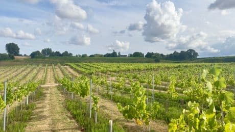 I’m American — my first trip to an English vineyard was nothing like I expected