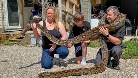 Five monster 16m pythons spotted on the loose in UK countryside sparking alarm