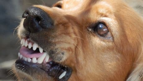 El síndrome de furia en los cócker spaniel, una enfermedad neurológica rara pero aún presente