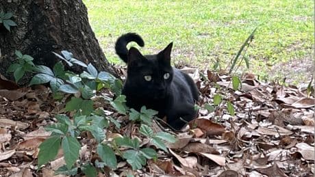 Besitzer ließ es untersuchen - Katze schleppt unbekanntes Virus an