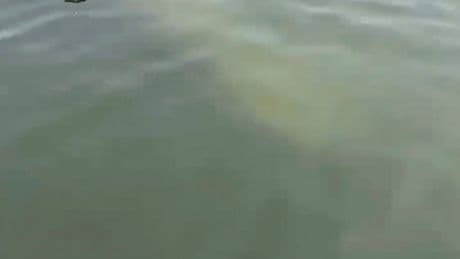Scientists standing by to rescue rare manatee sighted in cold New England waters
