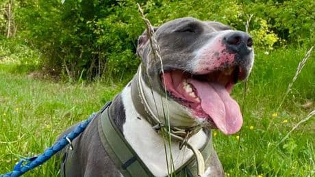 Hund war sein Leben lang eingesperrt - Hier spürt Helmut zum 1. Mal Gras unter den Pfoten