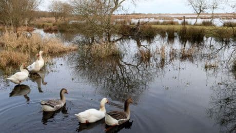 «Nous sommes en pleine catastrophe écologique» : des milliers d’oiseaux retrouvés morts dans les marais de Loire-Atlantique