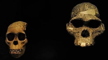 2,6 Millionen Jahre alte Zähne deuten auf unbekannte Urmenschenart hin