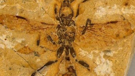 Höllenameise lebte vor 113 Millionen Jahren in Brasilien