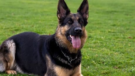 Tödliche Beißattacken – zwei Hunde werden Opfer von Schäferhund