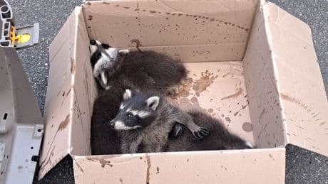 Tierschutz begleitet Einsatz: Feuerwehr befreit Waschbärenfamilie aus Kamin