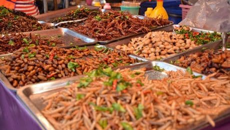 Esta es la cantidad de insectos que deberíamos comer para sustituir a la carne en España