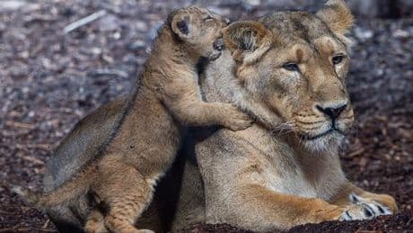 Landeszootag: Eintritt frei für Kinder beim Zootag - Eröffnung in Wismar