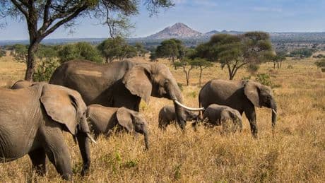 Attention aux 100.000 Français qui vont en Tanzanie: l'Europe a placé les 35 compagnies aériennes du pays sur liste noire