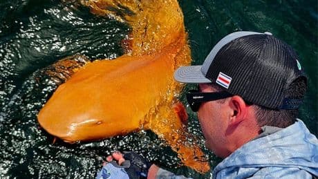 Extremely rare bright orange shark with white eyes discovered in the Caribbean