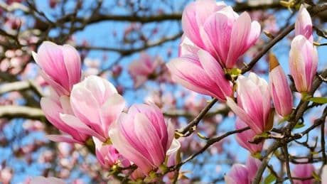 Flash sale offers shoppers a gorgeous twice-blooming Magnolia tree for under £5