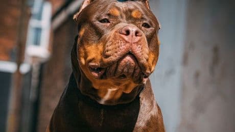 XL Bully attack leaves woman hospitalised with 'serious bite injuries'