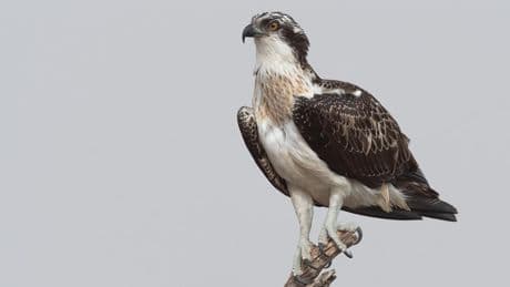 Canada : un rapace laisse tomber un poisson sur une ligne à haute tension et déclenche un incendie