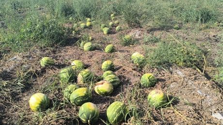 Osmaniye'de çiftçi karpuzunu tarlada bırakmak zorunda kaldı: "Bir daha karpuz ekmeyeceğim"