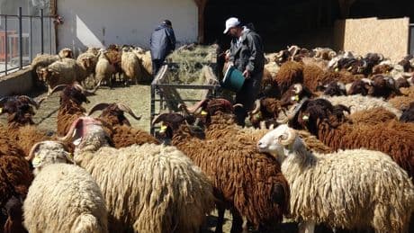 Araştırma merkezinde yetiştirildi, kurbanlık olarak satışa çıkarıldılar