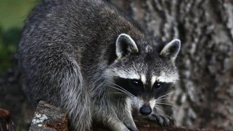 Euskadi pone el punto de mira en la caza del mapache