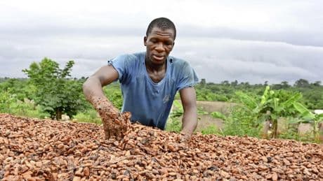 Europese cacaofabrieken vermalen opnieuw minder bonen: prijs van cacao is historisch hoog