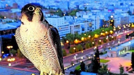 La pandemia de los halcones peregrinos y otras aves silvestres