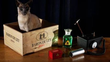 Quella partita senza fine con la speranza di trovare il gatto vivo