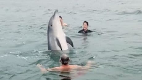 Überraschung am Morgen - Delfin will nur spielen