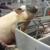 Pig farm operations suspended over abuse claims