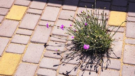 Minder parkeerplekken, meer tuinen: steden laten wél durf en daadkracht zien