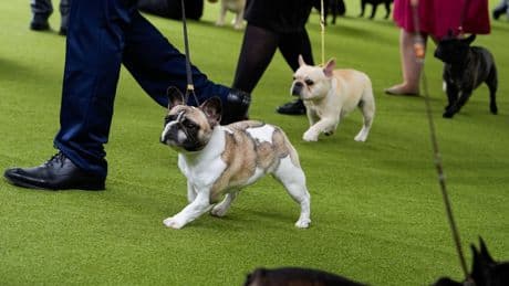 PETA sues American Kennel Club over standards for French bulldogs, other breeds