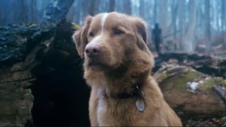 'I can't unsee this!' Acclaimed horror film is terrifying critics and fans - and it's from a dog's perspective