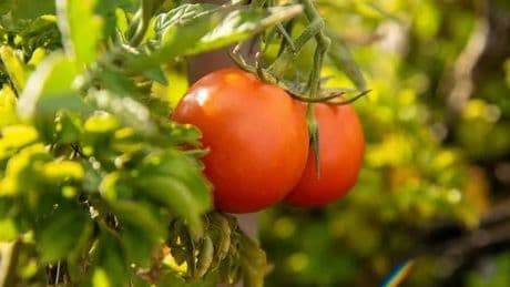 Tomato plants produce bigger fruit when fed one kitchen scrap, expert claims
