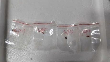 U.S. charges Chinese couple with smuggling fungus that could be 'potential agroterrorism weapon'