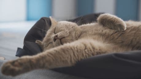 Katzen flippen aus – mit diesem Haushaltsgegenstand, den jeder zu Hause hat