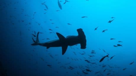 Polynésie: un enfant de sept ans gravement blessé par un requin