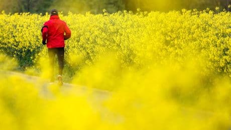 Nützliche Blütenpracht: Frühling in sattem Gelb: Rapsfelder blühen