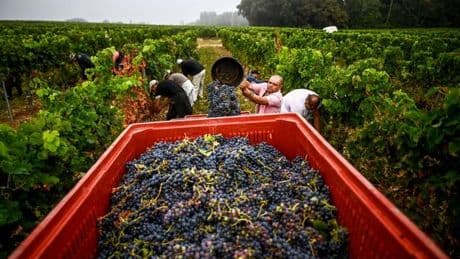 Et si un vin rouge léger, le clairet, sauvait le vignoble bordelais ?