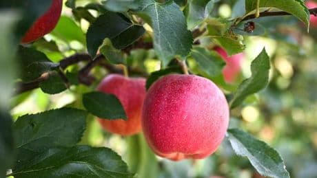 Apfelernte: Bodensee-Bauern: Geringere Apfel-Ernte, aber gute Qualität