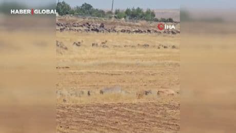 Siverek'te nesli tükenme tehlikesi altındaki ceylanlar görüntülendi