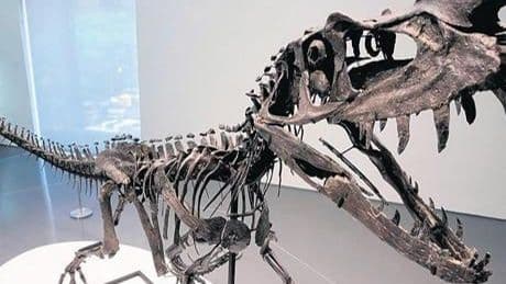 Statü sembolü: Dinozor fosili