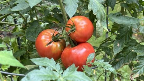 How to tell when your garden veggies are ripe for harvesting